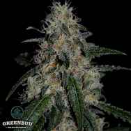 Greenbud Seeds Critical Gorilla (Limited Edition)