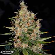 Greenbud Seeds Do Si Dos (Limited Edition)