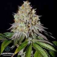 Greenbud Seeds Gold Wave