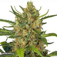Greenbud Seeds Gorilla Big Bud Auto (Limited Edition)