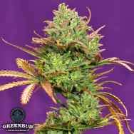 Greenbud Seeds Gorilla Zkittlez Auto (Limited Edition)