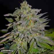 Greenbud Seeds Grapefruitz (Limited Edition)