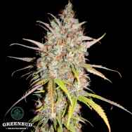 Greenbud Seeds Green Power XXL Early Version (Limited Edition)