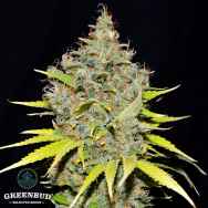 Greenbud Seeds JawBreaker 47 AUTO