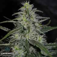 Greenbud Seeds Jilly Bean (Limited Edition)