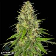 Greenbud Seeds Midnight Sundae (Limited Edition)