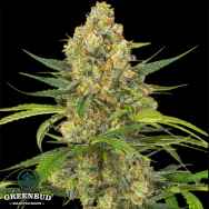 Greenbud Seeds Mimosa Afghan Storm Auto (Limited Edition)