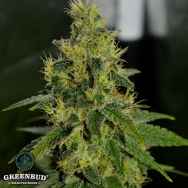 Greenbud Seeds Mimosa Pie (Limited Edition)