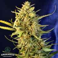 Greenbud Seeds OG Kush XL Auto (Limited Edition)