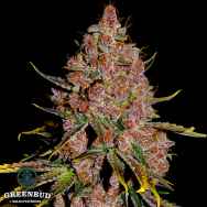 Greenbud Seeds Purple Tropic Early Version (Limited Edition)