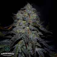 Greenbud Seeds Royal Marker (Limited Edition)