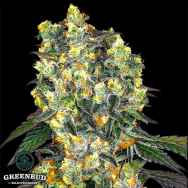 Greenbud Seeds Secret Orchard (Limited Edition)
