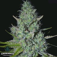 Greenbud Seeds Strawberry Glue