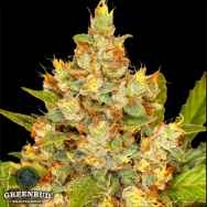 Greenbud Seeds Strawberry Gorilla Auto (Limited Edition)