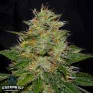 Greenbud Seeds Wedding Cake (Limited Edition)