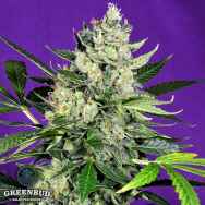 Greenbud Seeds West Coast OG Auto (Limited Edition)
