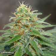Greenbud Seeds White Widow (Limited Edition)
