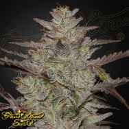 Green House Seeds AlienZ AUTO