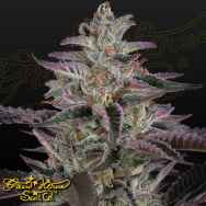 Green House Seeds Banana Krumble