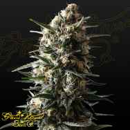 Green House Seeds Bubba Slush