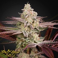 Green House Seeds Chemical Bride