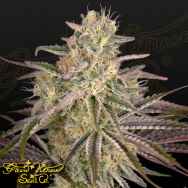 Green House Seeds Cloudwalker