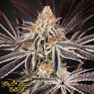 Green House Seeds Dark Phoenix