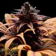 Green House Seeds Deep Candy