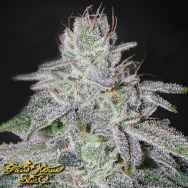 Green House Seeds Francos Lemon Cheese