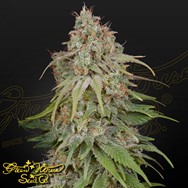 Green House Seeds GH Amnesia