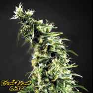 Green House Seeds Hawaiian Snow