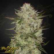 Green House Seeds HighCloudZ AUTO