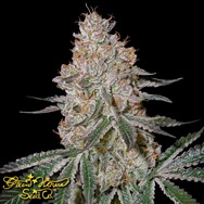 Green House Seeds HighCloudZ