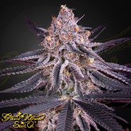 Green House Seeds King's Juice