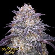 Green House Seeds King's Juice AUTO