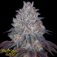 Green House Seeds Kings Tart