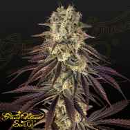 Green House Seeds Kongs Krush