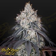 Green House Seeds Lemon Orange