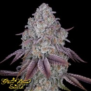 Green House Seeds Persian Pie