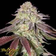 Green House Seeds Sugarlato AUTO