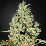 Green House Seeds Super Critical