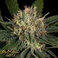 Green House Seeds Pheno Hunt Collection Super Lemon Haze x Banana Punch