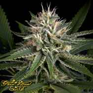 Green House Seeds Pheno Hunt Collection Super Lemon Haze x Clementine