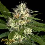 Green House Seeds Pheno Hunt Collection Super Lemon Haze x Purple Punch x Dosidos