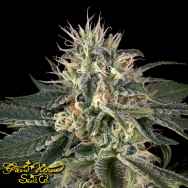 Green House Seeds Pheno Hunt Collection Super Lemon Haze x Strawberry Banana x Bubba Kush