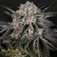 Green House Seeds Wonder Pie