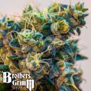 Brothers Grimm Seeds Grimmdog XX