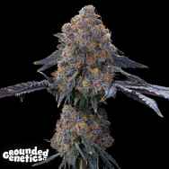 Grounded Genetics Blue Zang