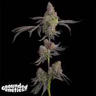 Grounded Genetics Blue Beluga