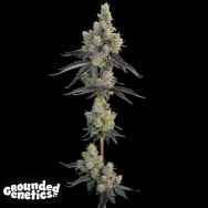 Grounded Genetics Blue Chiesel